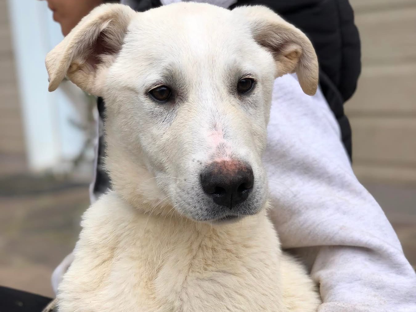 Adotta un cane, taglia media, maschio, Latina
