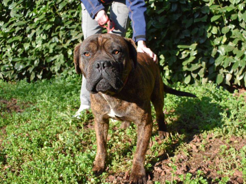 Vuoi adottare un cane a Roma?