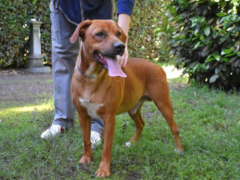 Adotta un cane, maschio, 2 anni e 1 mese, Roma
