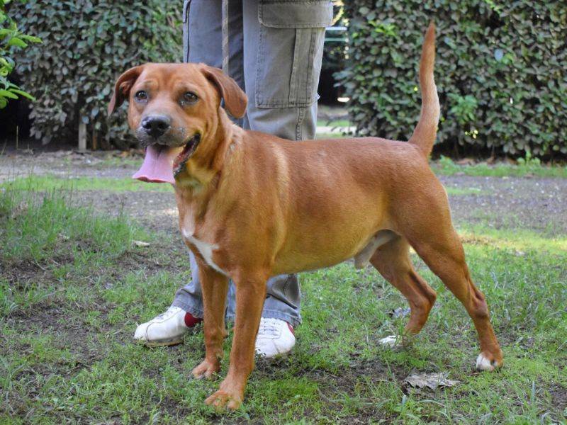 Adotta un cane, taglia media, maschio, Roma