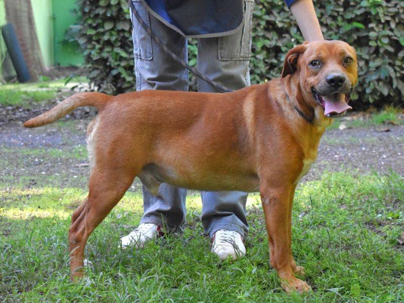 Vuoi adottare un cane a Roma?