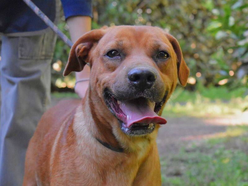 Adotta il cane Freebie a Roma