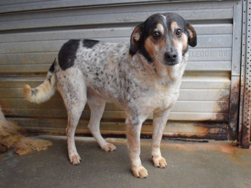 Adotta un cane, maschio, 8 anni  e 8 mesi , Matera