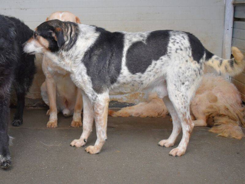 Adotta un cane, taglia grande, maschio, Matera
