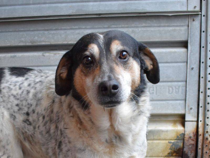 Vuoi adottare un cane a Matera?