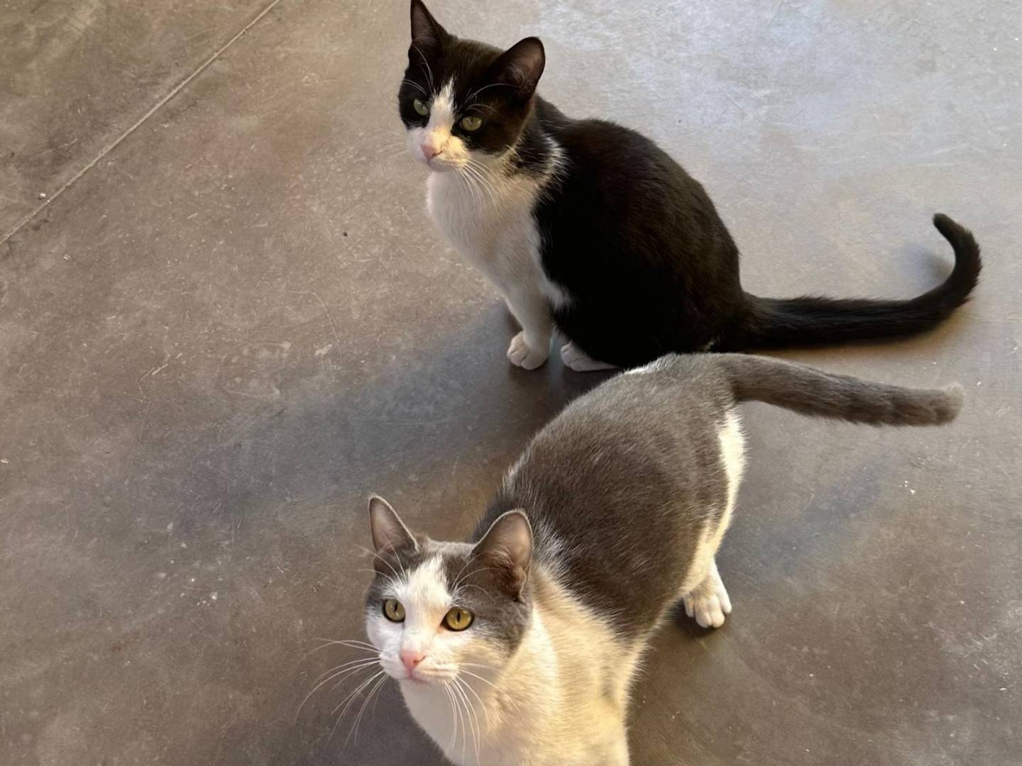 Adotta un gatto, maschio, 1 anno e 1 mese, Napoli