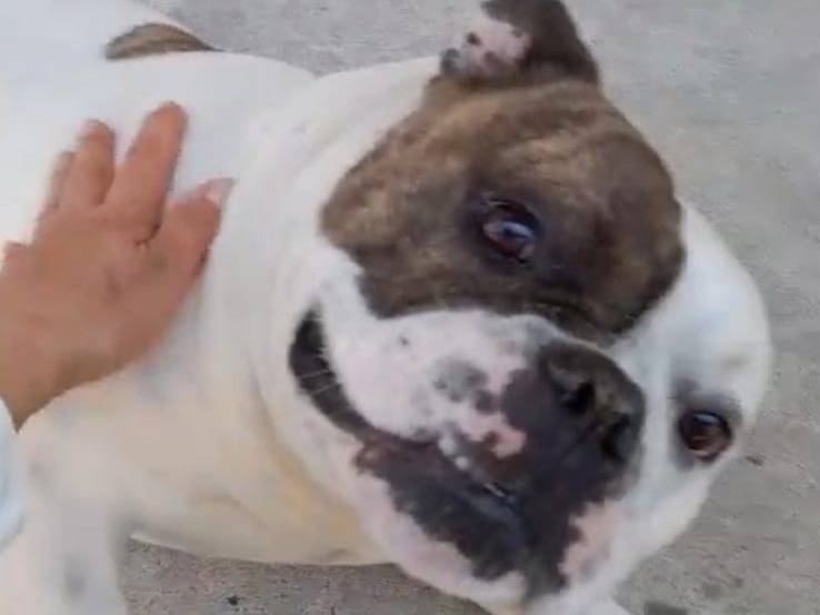 Adotta un cane, maschio, 5 anni , Caserta
