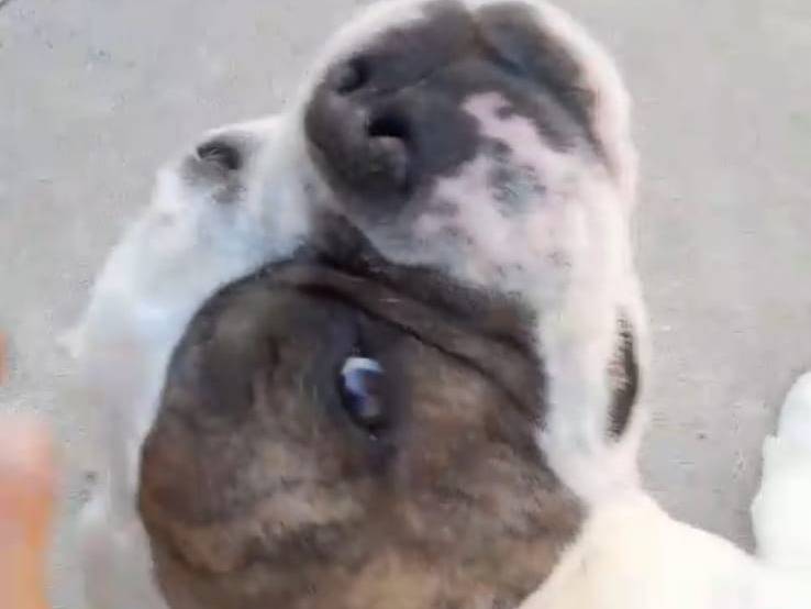 Adotta un cane, taglia grande, maschio, Caserta