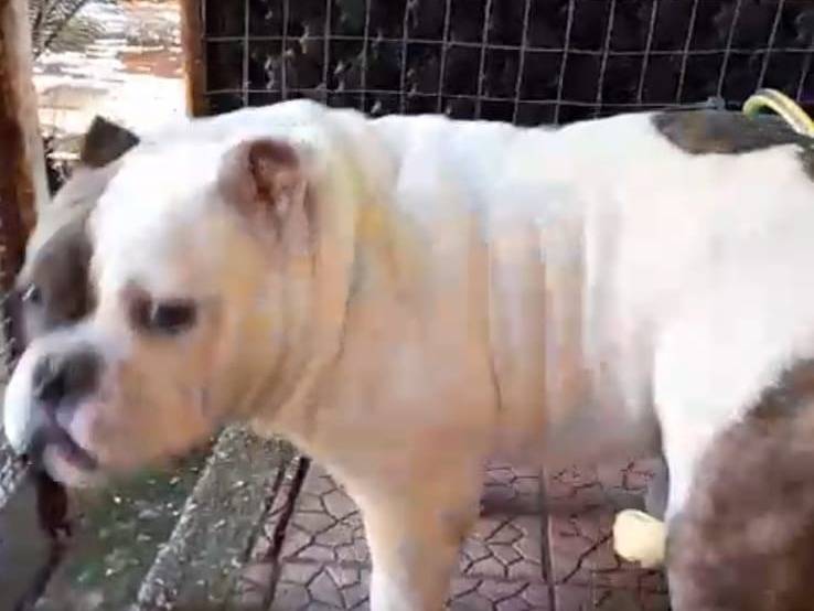 Vuoi adottare un cane a Caserta?