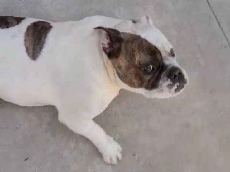 Adotta il cane Leone a Caserta