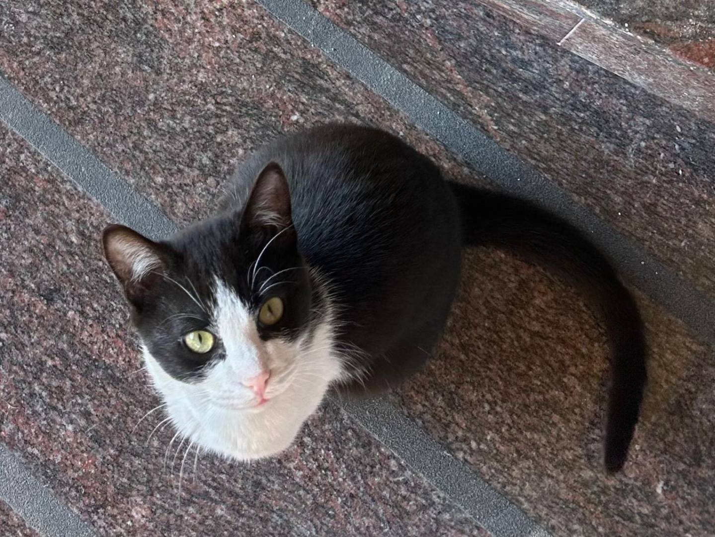 Vuoi adottare un gatto a Napoli?