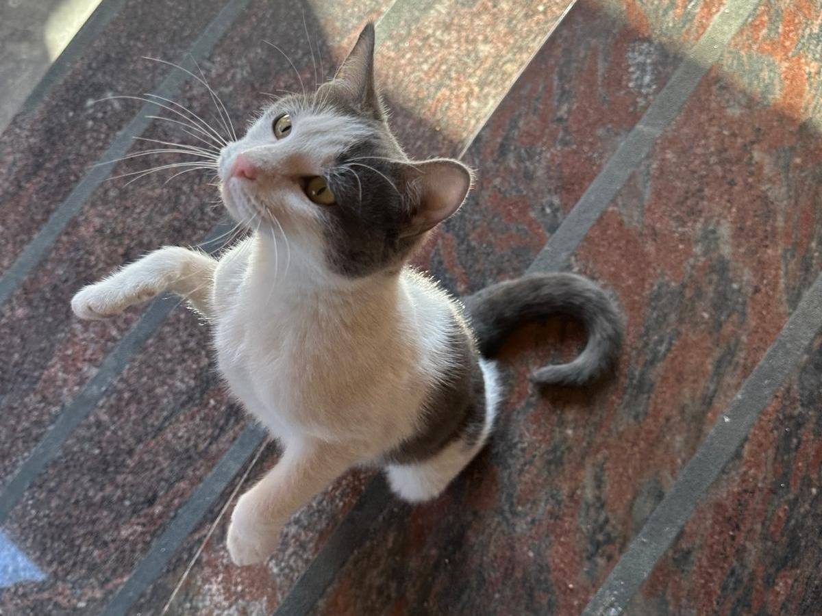 Foto 3 dell'animale