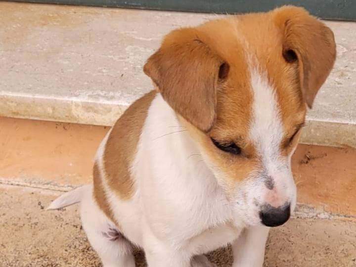 Adozione cane, maschio, Razza sconosciuta Razza sconosciuta, Età non disponibile, taglia piccola, Frosinone