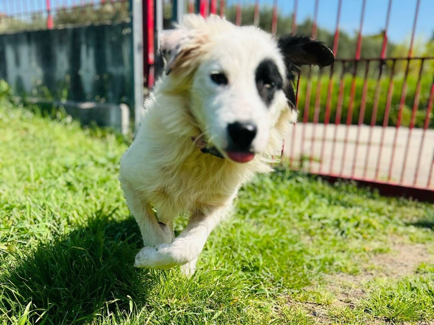 Adotta un cane, maschio, 8 mesi, Caserta