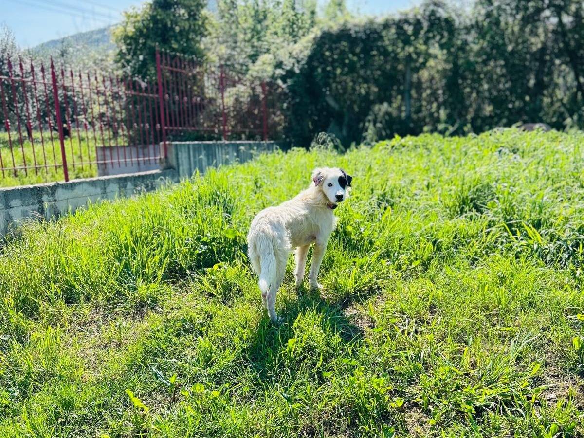 Adotta un cane, taglia media, maschio, Caserta