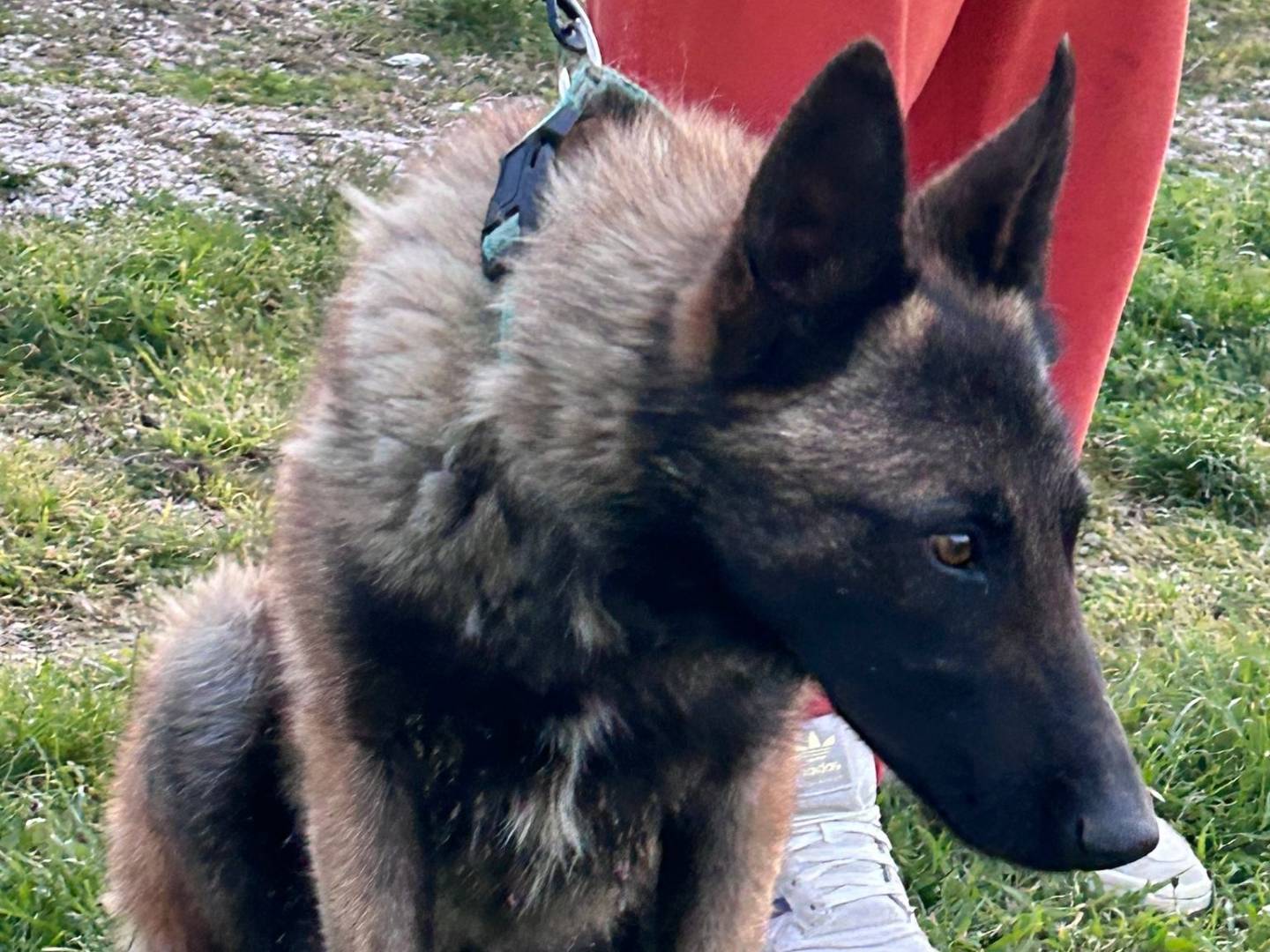 Adotta un cane, maschio, 1 anno e 5 mesi, Chieti