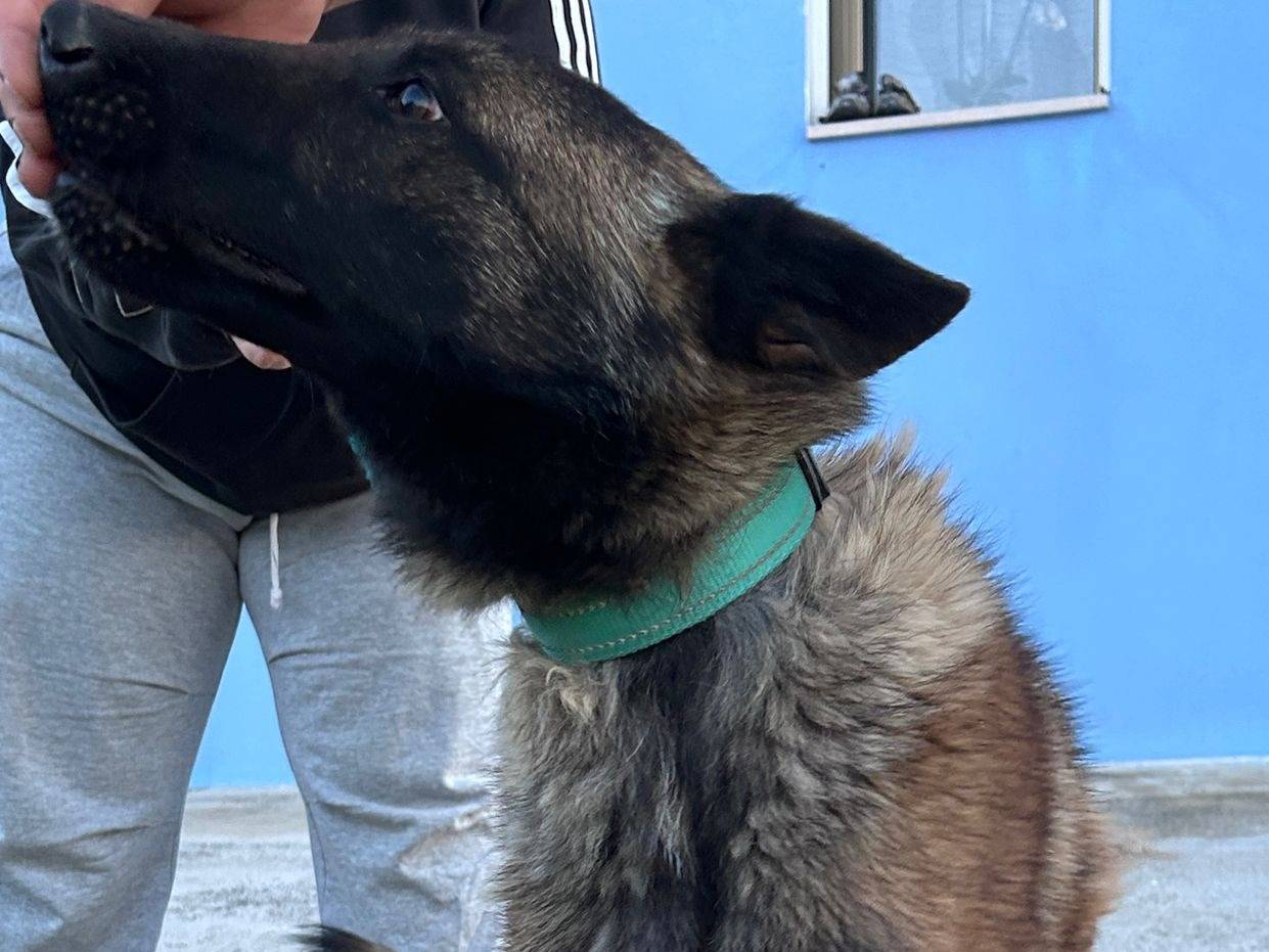 Adotta un cane, taglia media, maschio, Chieti
