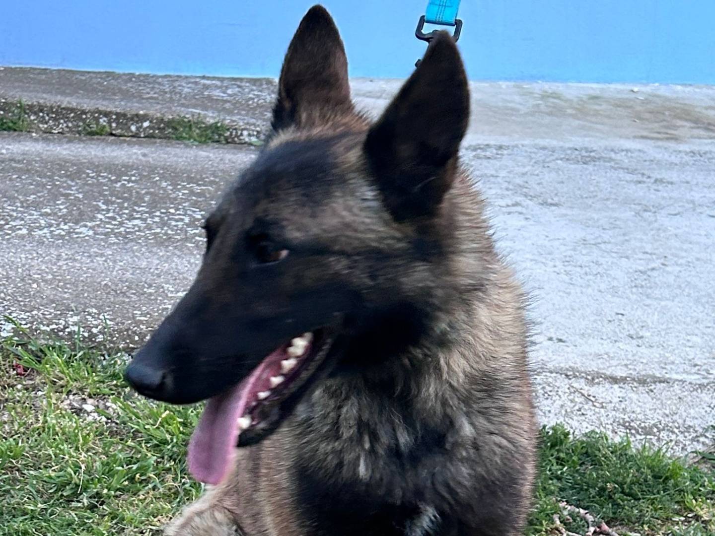 Vuoi adottare un cane a Chieti?