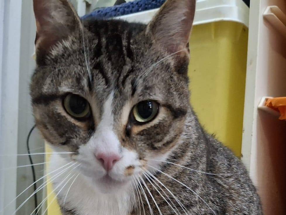 Adotta un gatto, femmina, 2 anni  e 1 mese, Crotone