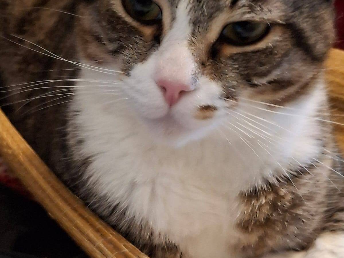 Adotta un gatto, taglia non valida, femmina, Crotone