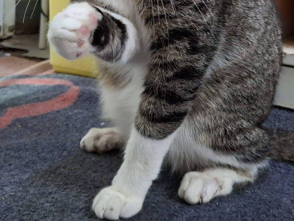 Vuoi adottare un gatto a Crotone?