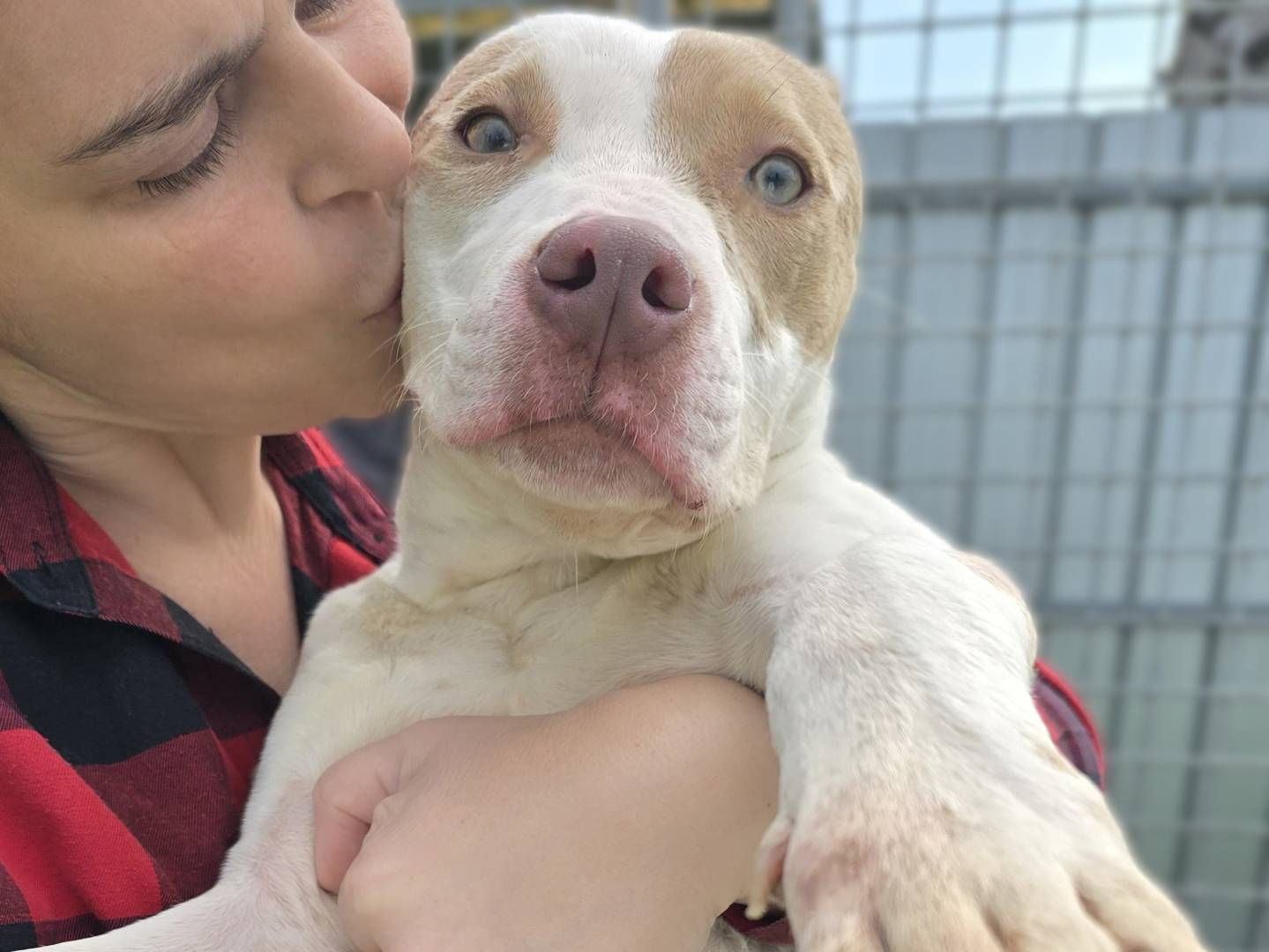 Foto dell'animale