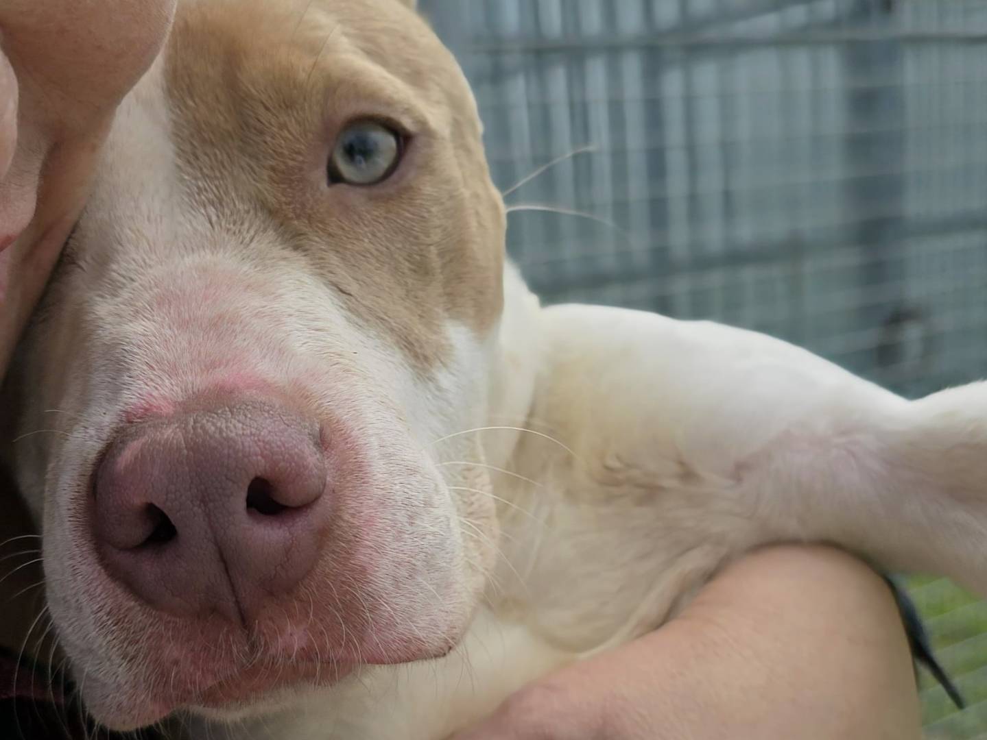 Adotta un cane, femmina, 8 mesi, Napoli