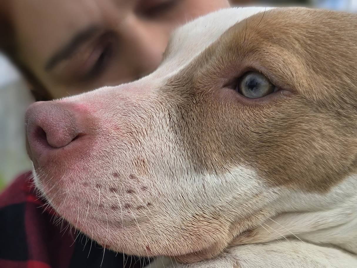 Adotta un cane, taglia media, femmina, Napoli