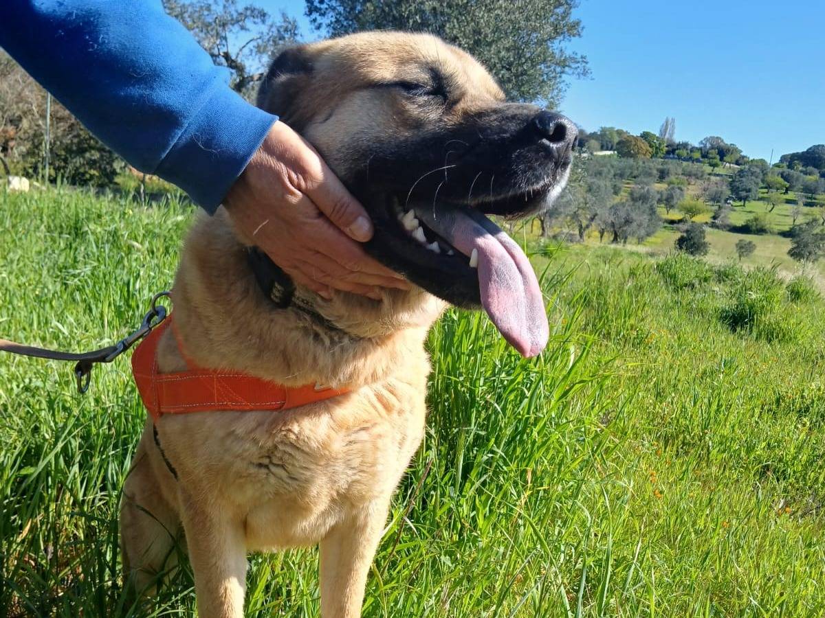 Adotta un cane, maschio, 1 anno e 7 mesi , Bari
