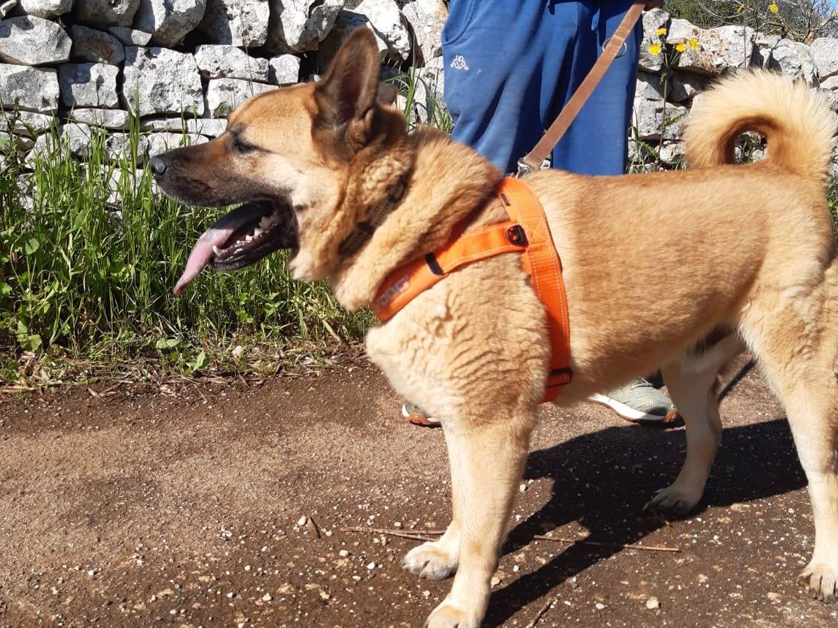Adotta un cane, taglia grande, maschio, Bari