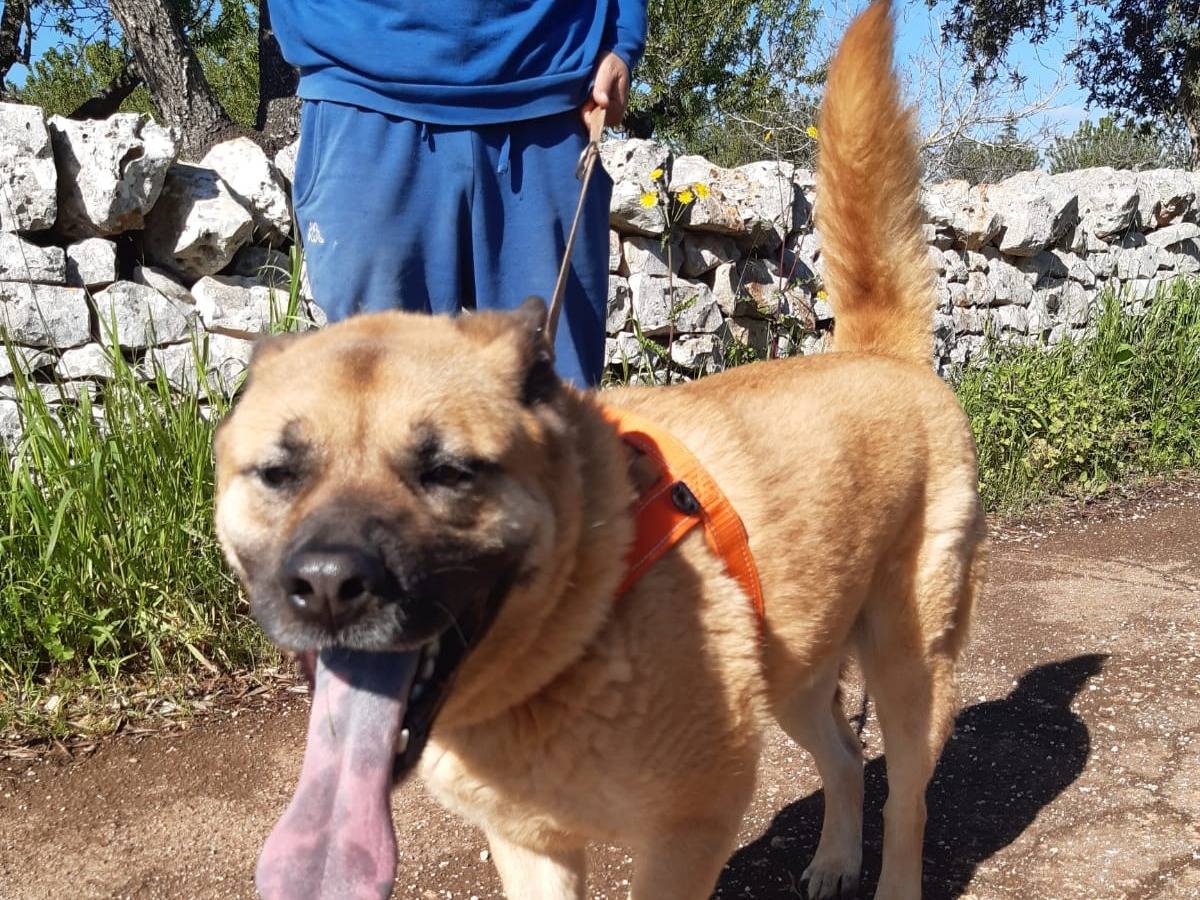 Vuoi adottare un cane a Bari?
