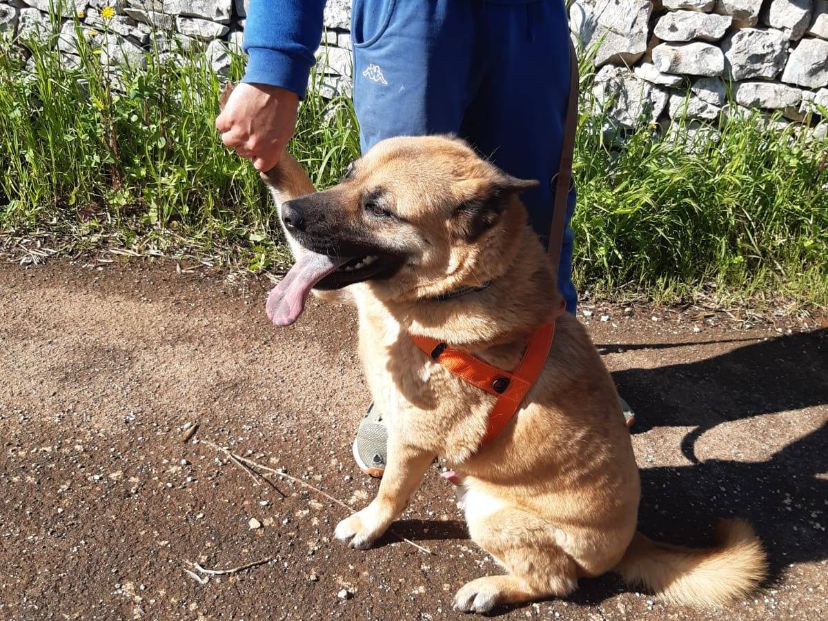 Adotta il cane Brook a Bari