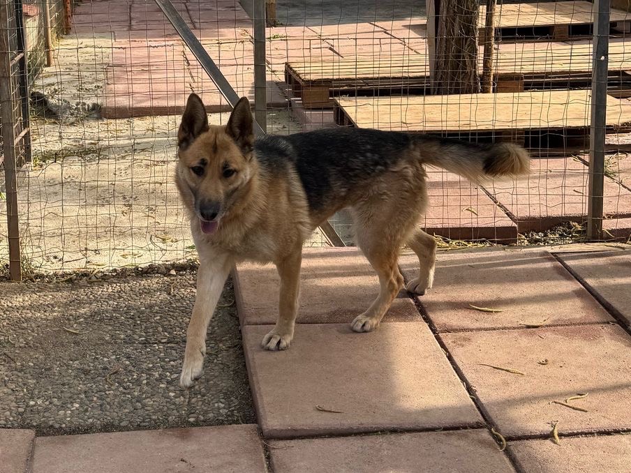 Adotta un cane, taglia media, femmina, Catanzaro