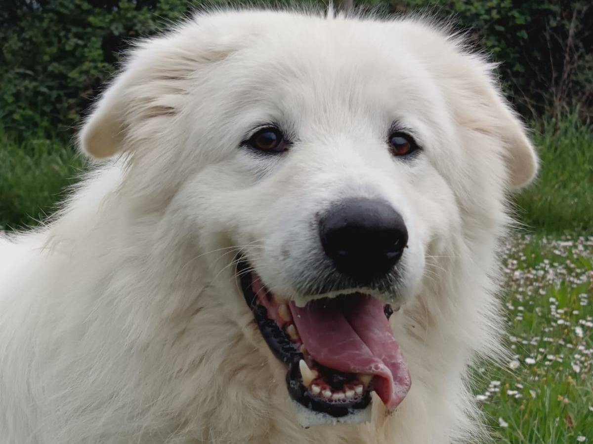 Adotta un cane, maschio, 5 anni  e 3 mesi , Pisa
