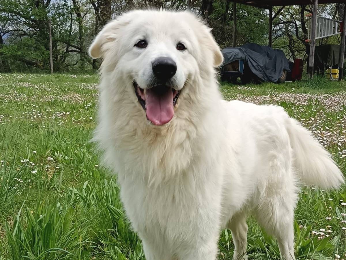 Foto dell'animale