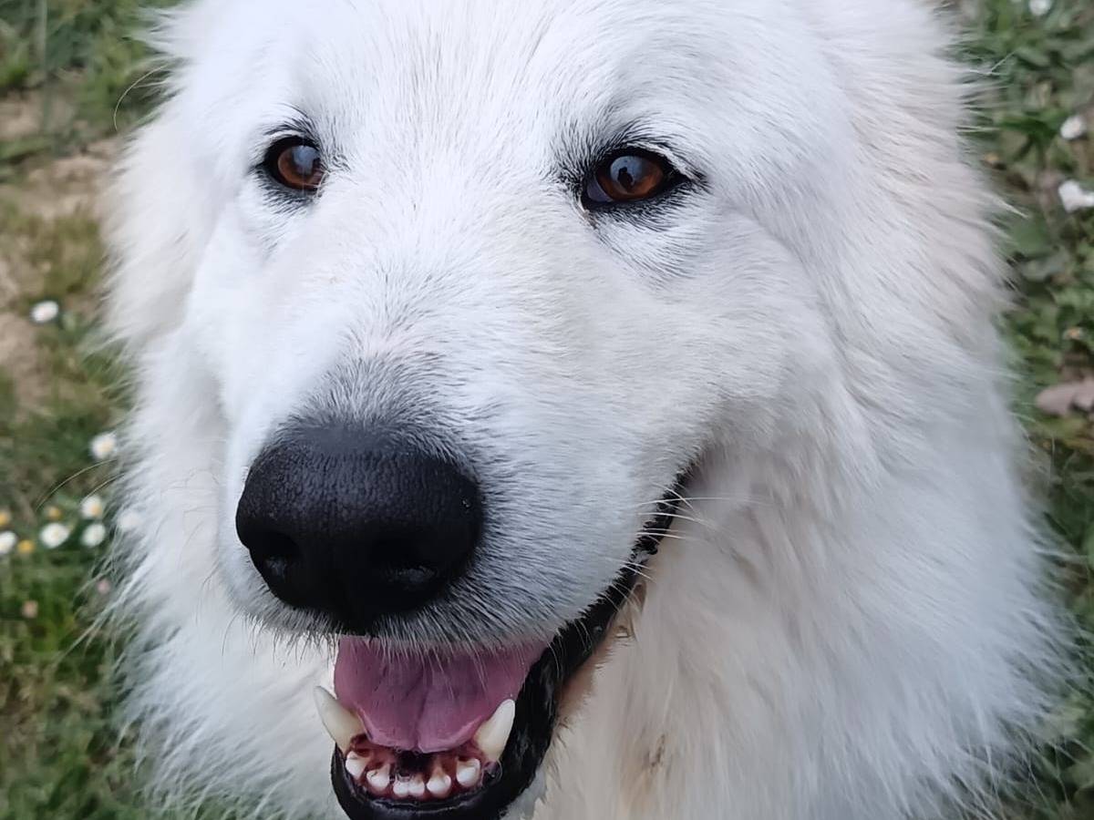 Adotta un cane, taglia grande, maschio, Pisa