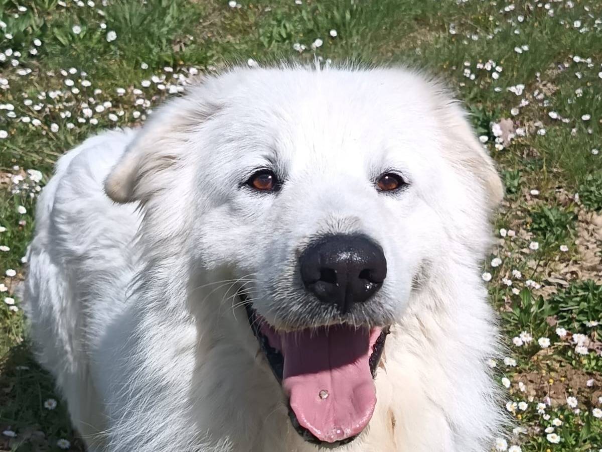 Vuoi adottare un cane a Pisa?