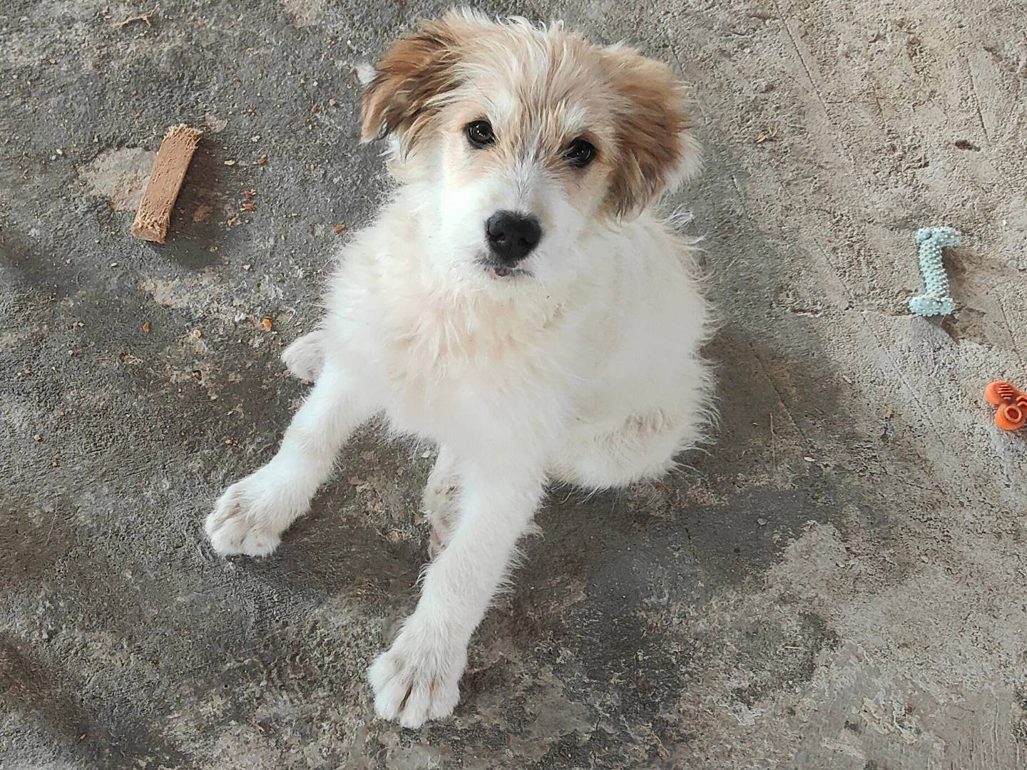 Foto dell'animale