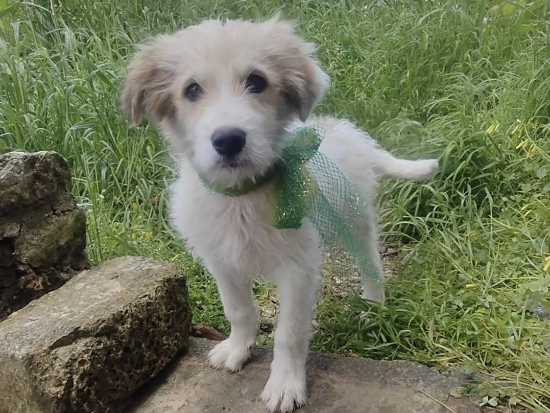 Adotta un cane, maschio, 3 mesi, Vibo