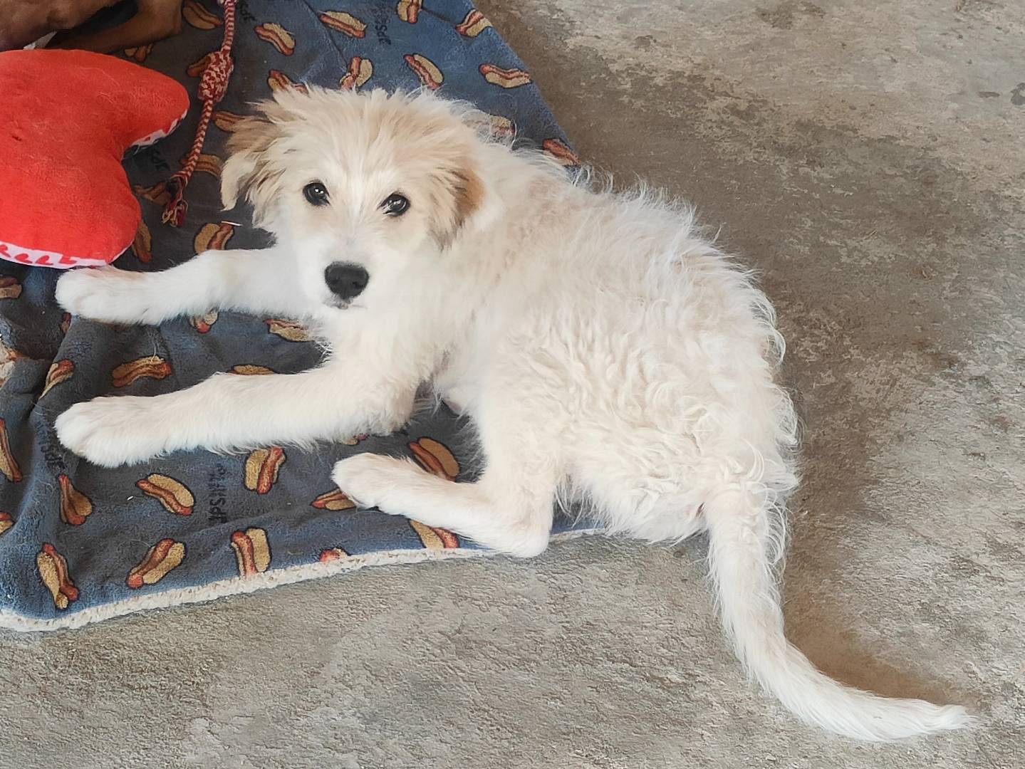 Adotta un cane, taglia grande, maschio, Vibo