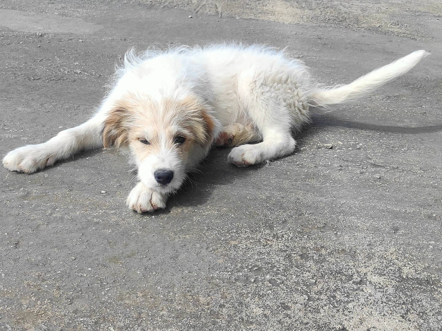Vuoi adottare un cane a Vibo?