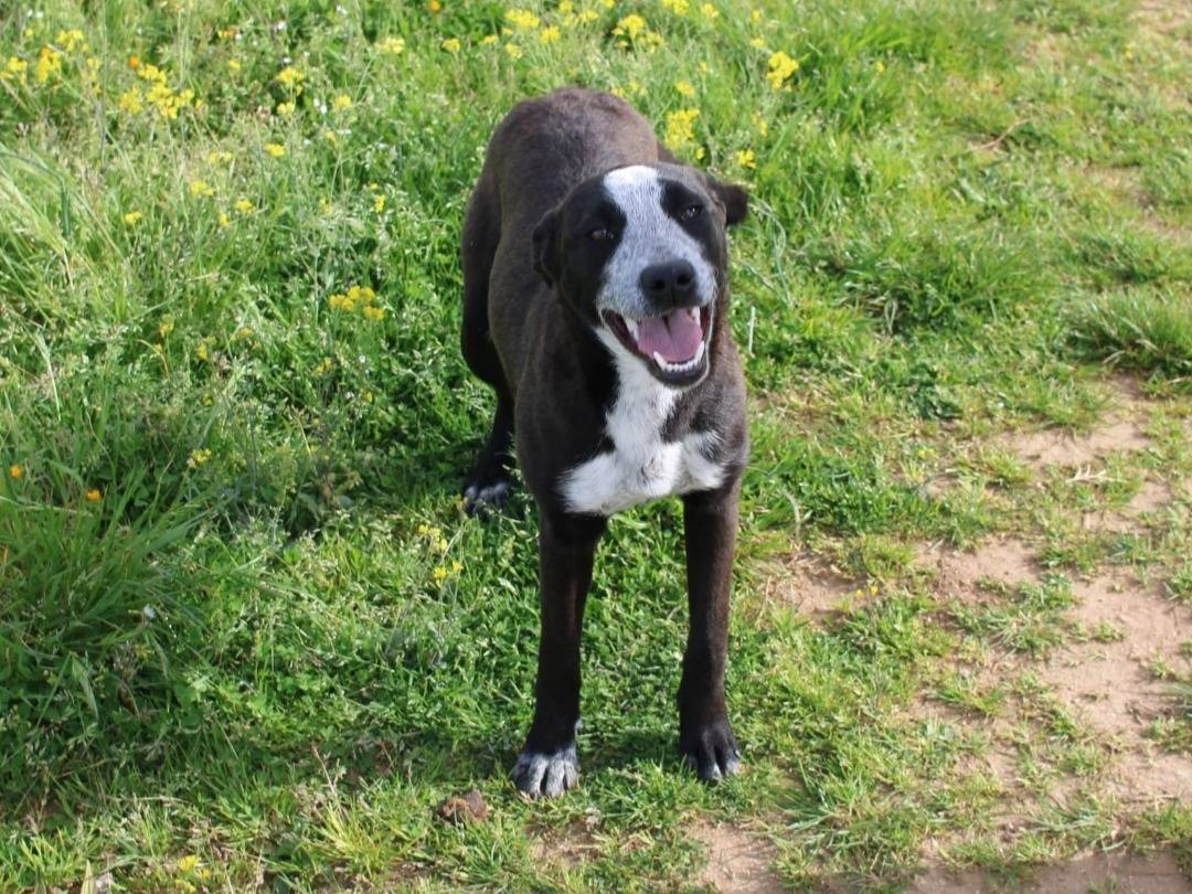 Adozione cane, femmina, Labrador Retriever Razza sconosciuta, 7 mesi, taglia media, Vibo