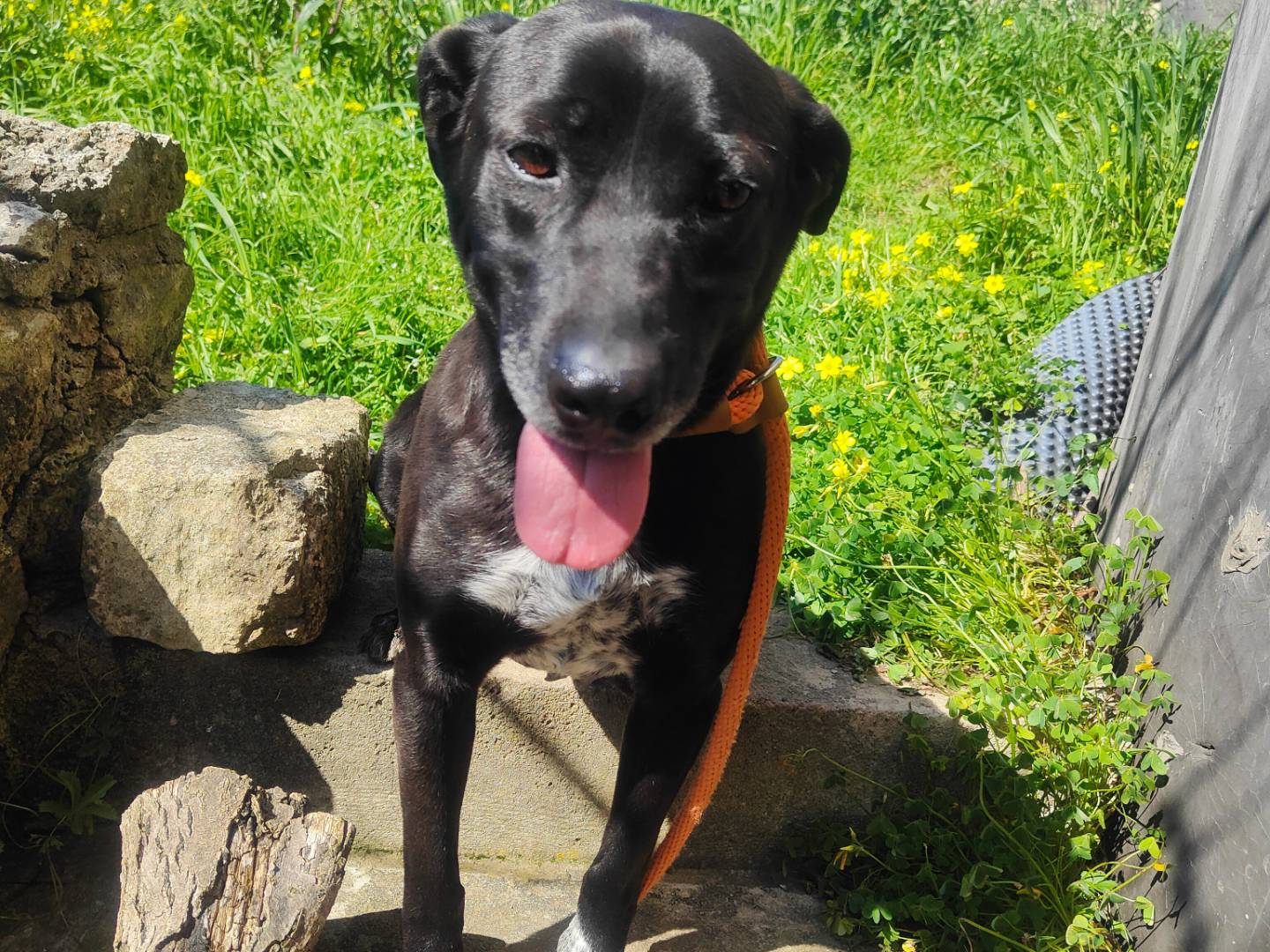 Adotta un cane, maschio, 3 anni  e 4 mesi , Vibo
