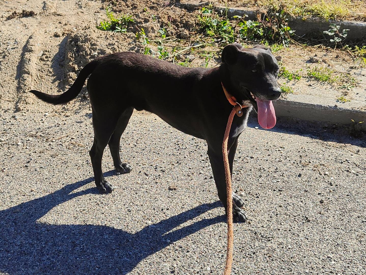 Adotta un cane, taglia media, maschio, Vibo
