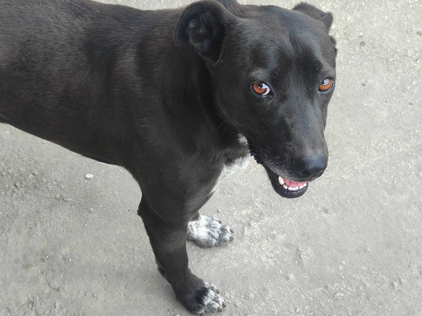 Vuoi adottare un cane a Vibo?
