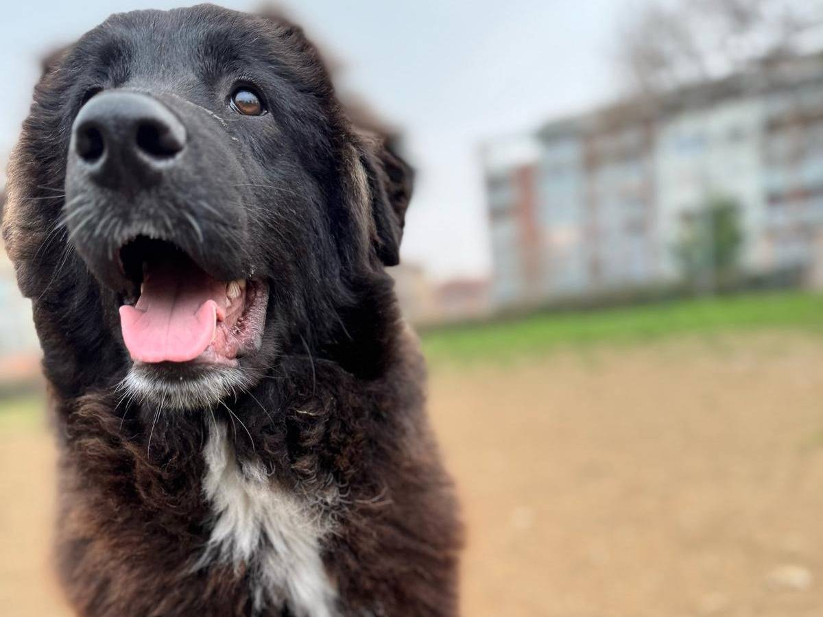 Adotta un cane, taglia grande, maschio, Torino