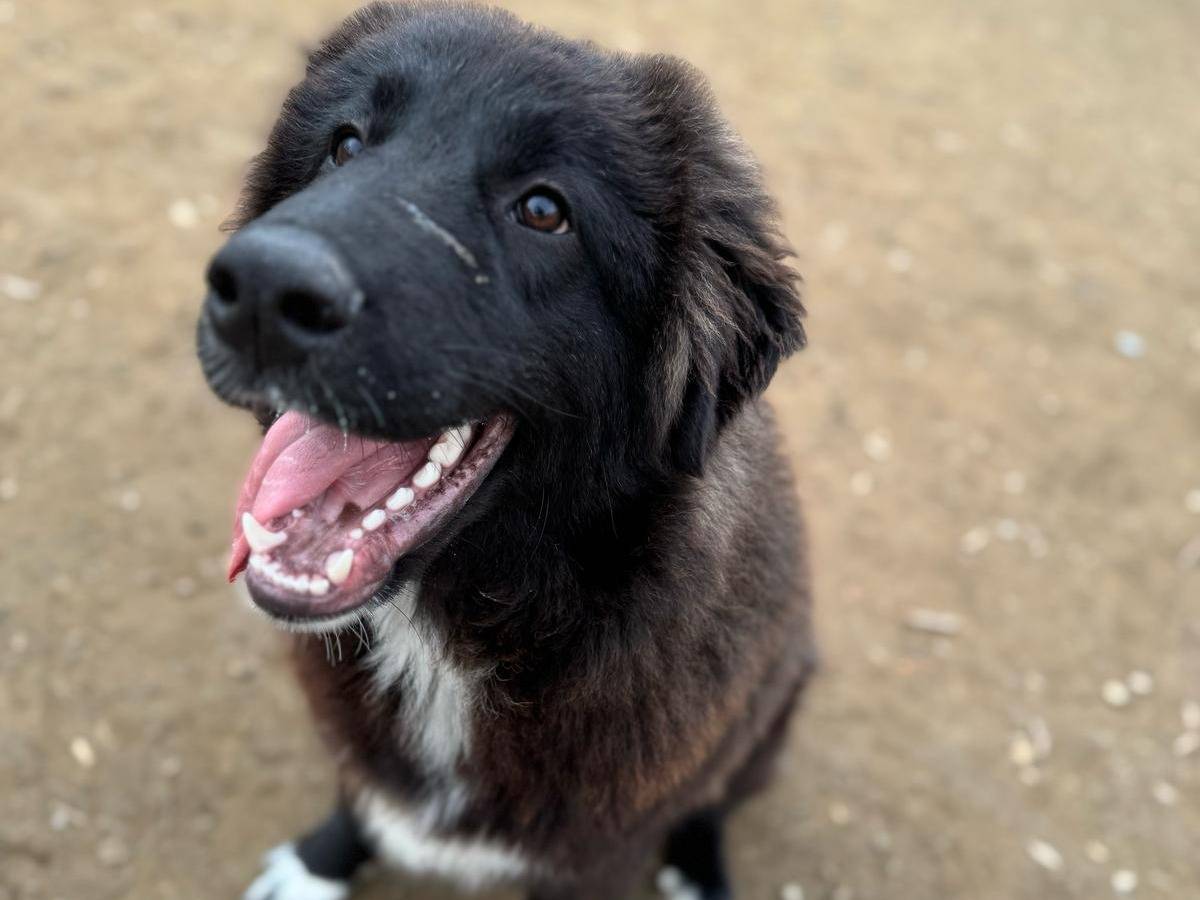 Vuoi adottare un cane a Torino?