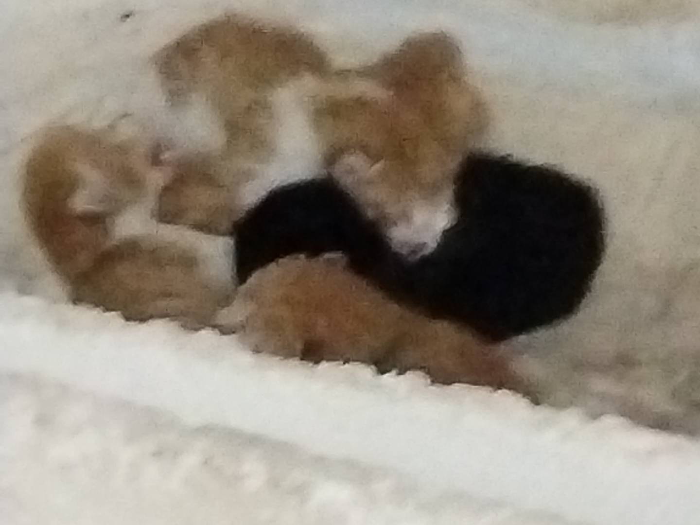 Adotta un gatto, maschio, 0 mesi, Taranto