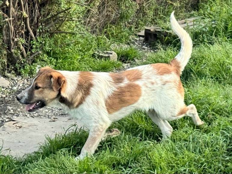 Adotta un cane, taglia media, maschio, Teramo
