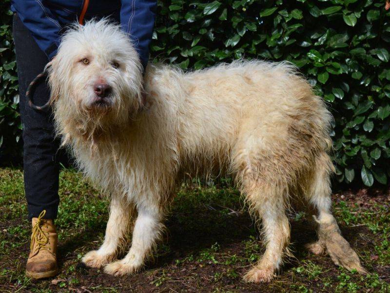 Adozione cane, maschio, Pastore maremmano Razza sconosciuta, 1 anno e 4 mesi , taglia gigante, Roma